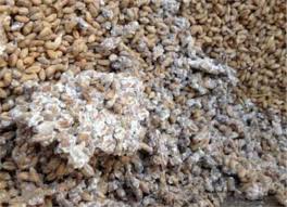 Mold and Spoilage Mold and Spoilage