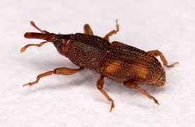 Rice weevils Rice weevils